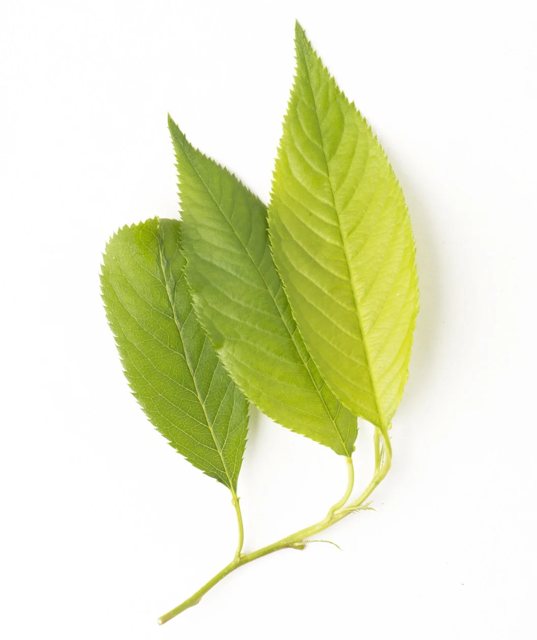<p>Prunus x yedoensis</p>