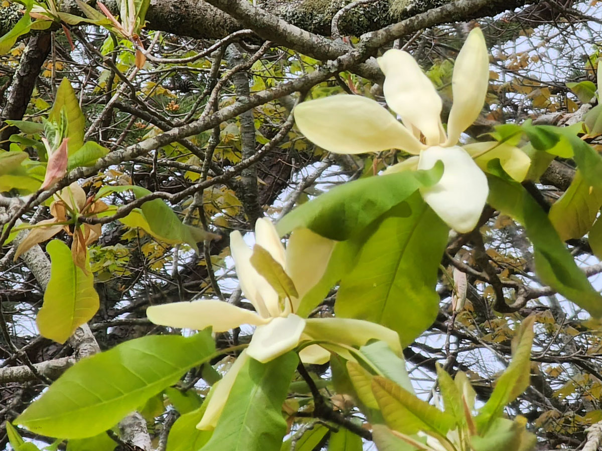 <p>Magnoliaceae</p>