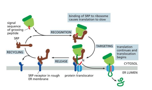 <p>The signal recognition protein (SRP) recognises a hydrophobic Alpha helix at the N terminal of a growing amino acid chain and binds to the amino acid chain and its attached ribosome. The SRP binds to the ribosome A-site, slowing translation. The SRP binds to the ER membrane-bound SRP receptor (SR) via a signal sequence on the SRP and the amino acid chain is fed through the SR into the ER, translation continues and translocation occurs until the full protein is fully translated inside the ER.</p>