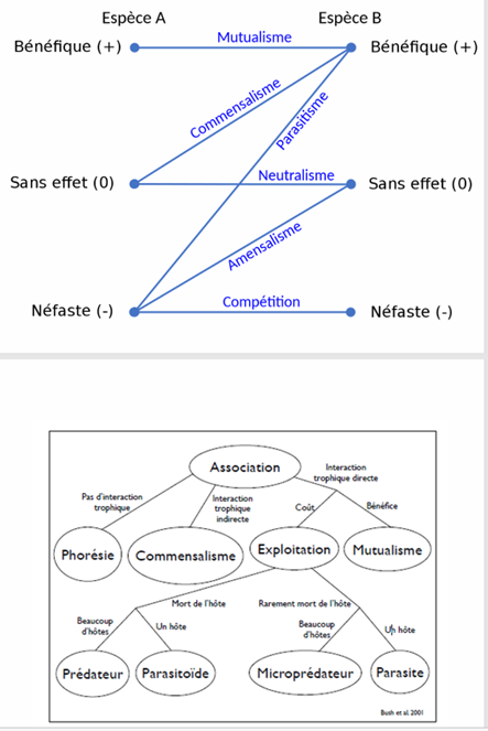 <p>La prédation et le parasitisme impliquent tous deux un transfert d’énergie entre deux organismes, mais la différence majeure est la durée de l’interaction :</p><ul><li><p>Prédation : interaction courte, souvent létale, la proie est consommée rapidement.</p></li><li><p>Parasitisme : interaction durable, l’hôte est exploité sur une période longue (souvent sans mort immédiate).</p></li></ul><p>La frontière peut être floue (ex. moustique = interaction brève : parfois décrit comme “micro-prédation” ou parasitisme selon les auteurs).</p>