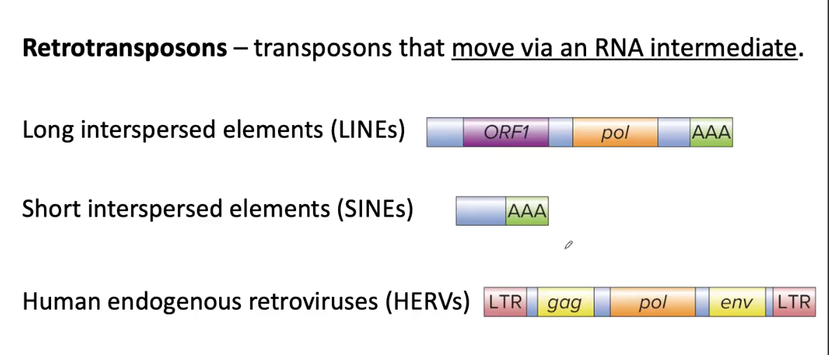 <p>Long Interspersed Elements (LINEs)</p><p>Short Interspersed Elements (SINEs)</p><p>Human Endogenous Retroviruses (HERVs)</p><p></p><p></p><p>LINEs and HERVs have a gene encoding REVERSE TRANSCRIPTASE called <strong><em><u>pol</u></em></strong> that transcribes mRNA into single-stranded cDNA</p><p></p><p>HERVs are similar in structure to retroviruses (RNA tumor viruses) and are flanked by LONG TERMINAL REPEATS (LTRs)<br><br>Retrotransposons: Transposons that move via an RNA INTERMEDIATE</p>