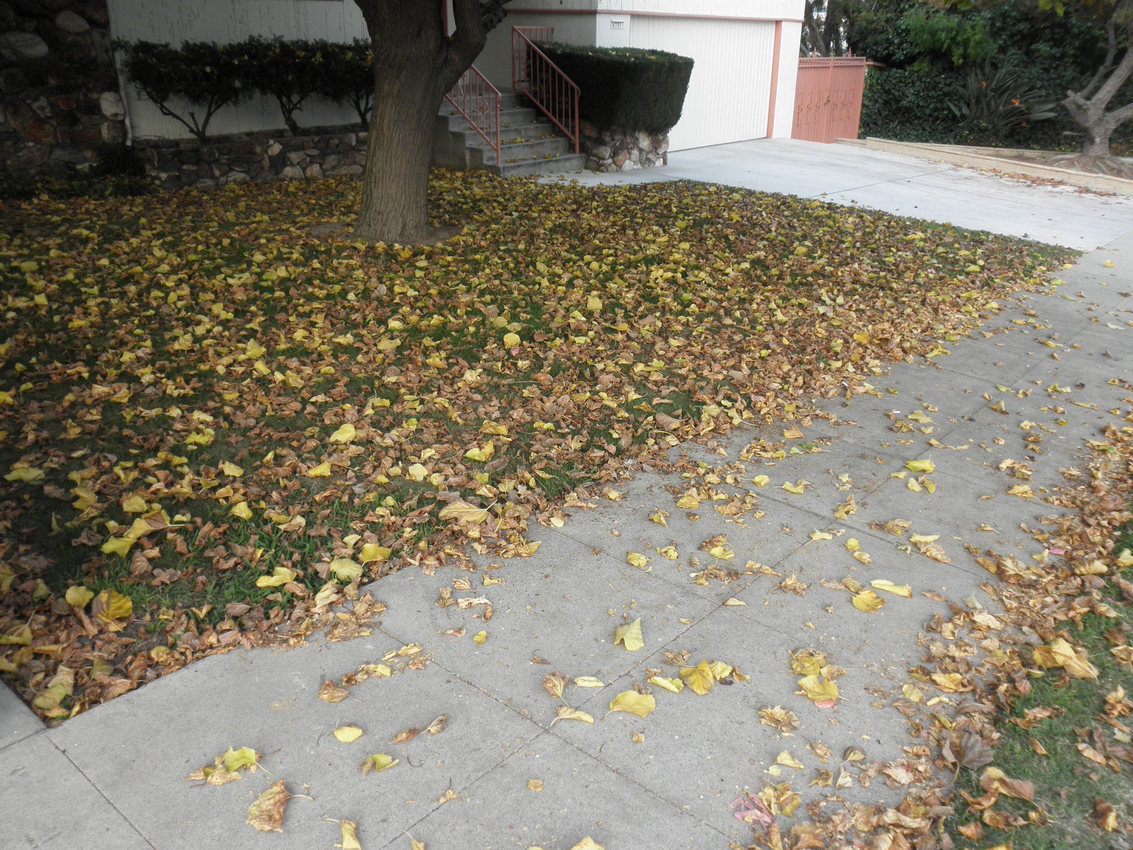 <p>Morus alba - Fruitless White Mulberry</p>