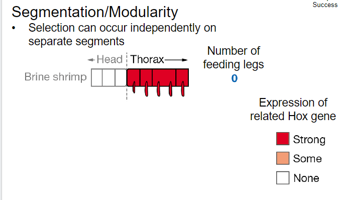 <p>Selection occur independley based on seperate segments</p>