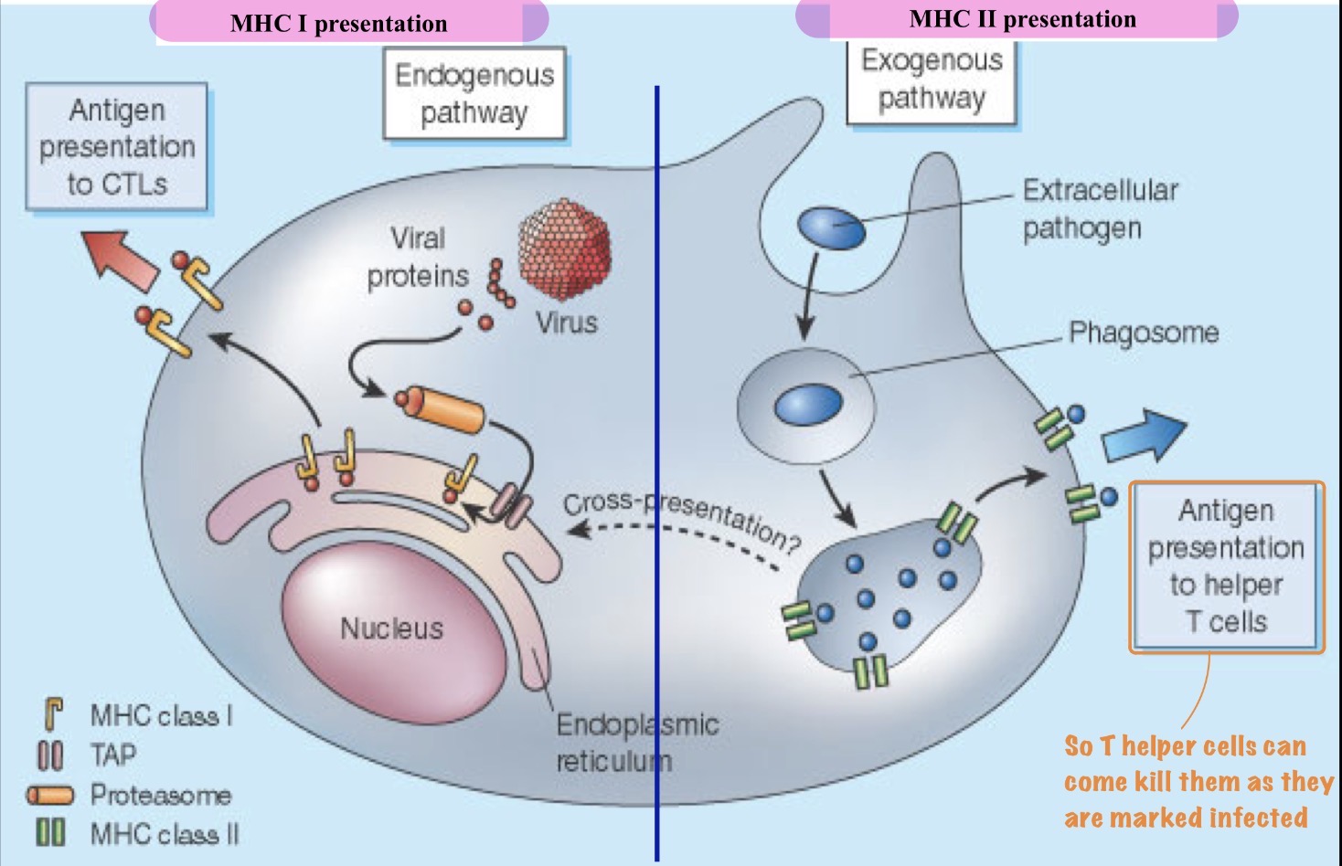 <p>MHC molecules present on almost all cell types that link to viral or self-antigens to activate T-cytotoxic cells.</p>