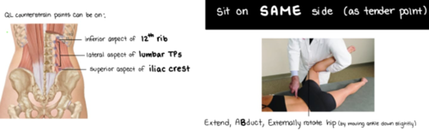 <p>PL 1-5 SP = ESaRa → EXTEND, ADDUCT, EXTERNALLY ROTATE</p><ul><li><p>stand opposite of TP</p><ul><li><p>IF standing on SAME side → use your knee to help lift leg</p></li></ul></li><li><p>hold leg ABOVE knee</p></li></ul><p></p><p>QL = EXTEND, ABDUCT, EXTERNALLY ROTATE HIP</p><ul><li><p>stand on same side of TP</p></li><li><p>attachments = <em><u>inferior aspect of 12th rib</u></em>, lateral aspect of lumbar TPs, superior aspect of iliac crest</p></li></ul><p></p>