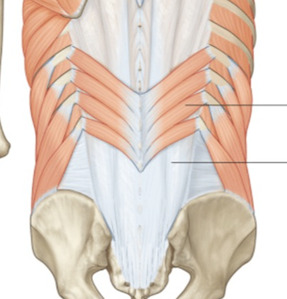 <p>upper </p>