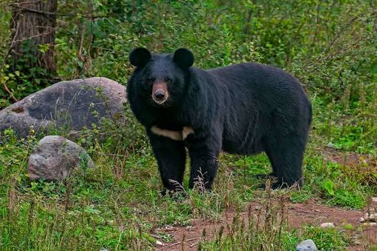 <p>Ruff of long hair around neck, light-coloured muzzle, white V-shaped mark on chest (moon bear), nocturnal</p>