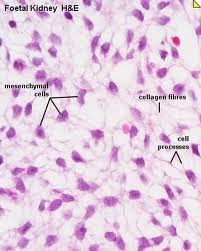 <p>Mesenchyme Connective Tissue </p>