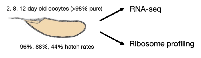 <ul><li><p>spike-in = <em>Drosophila pseudoobscura</em> ovary extract</p><ul><li><p>allows us to measure changes globally and in individual genes (normalizes the data so you can accurately compare transcript or translation levels between diff oocyte ages)</p></li></ul></li></ul><p></p>
