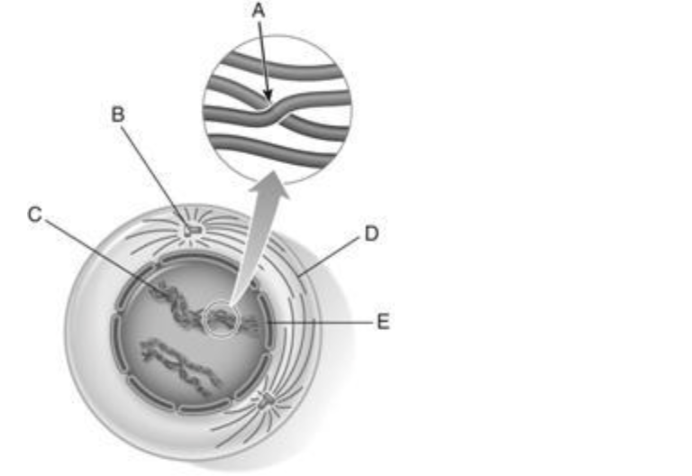 <p><span style="background-color: transparent; font-family: "Times New Roman", serif;">93. centriole</span></p>