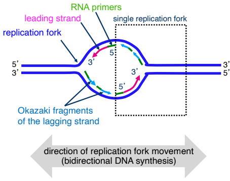<ul><li><p>DNA synthesis occurs at replication forks simultaneously for both parents strands, <strong>always 5’ → 3’ direction </strong></p></li><li><p>DNA is partially unwound at “replication forks.” Both strands are used as templates for the synthesis of new strands in a 5’→ 3’ direction. The leading strand is synthesized continuously, whereas the lagging strand is, by necessity, is synthesized in short pieces (Okazaki fragments)</p></li></ul><ul><li><p>Both new strands are synthesized in a coordinated fashion by a single multimeric DNA polymerase III complex</p></li></ul><p></p>