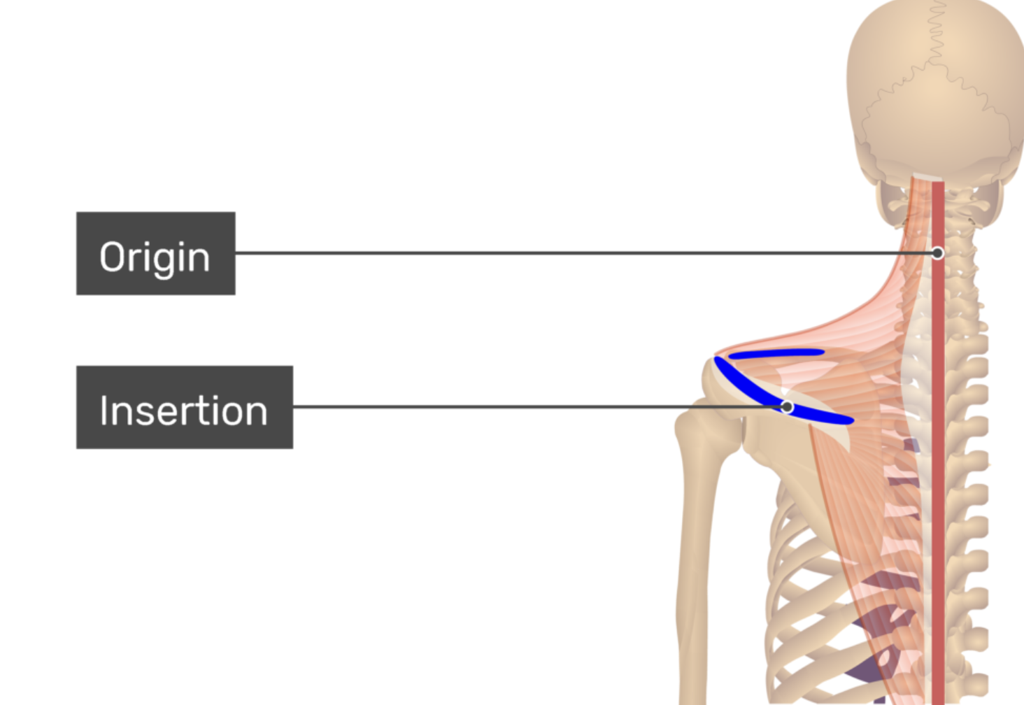<p>O: Spinus processes of C7-T3</p><p>I: Medial border of Acromion and Scapular Spine</p><p>A: Scapular Adduction (retraction), elevation, upward rotation</p>