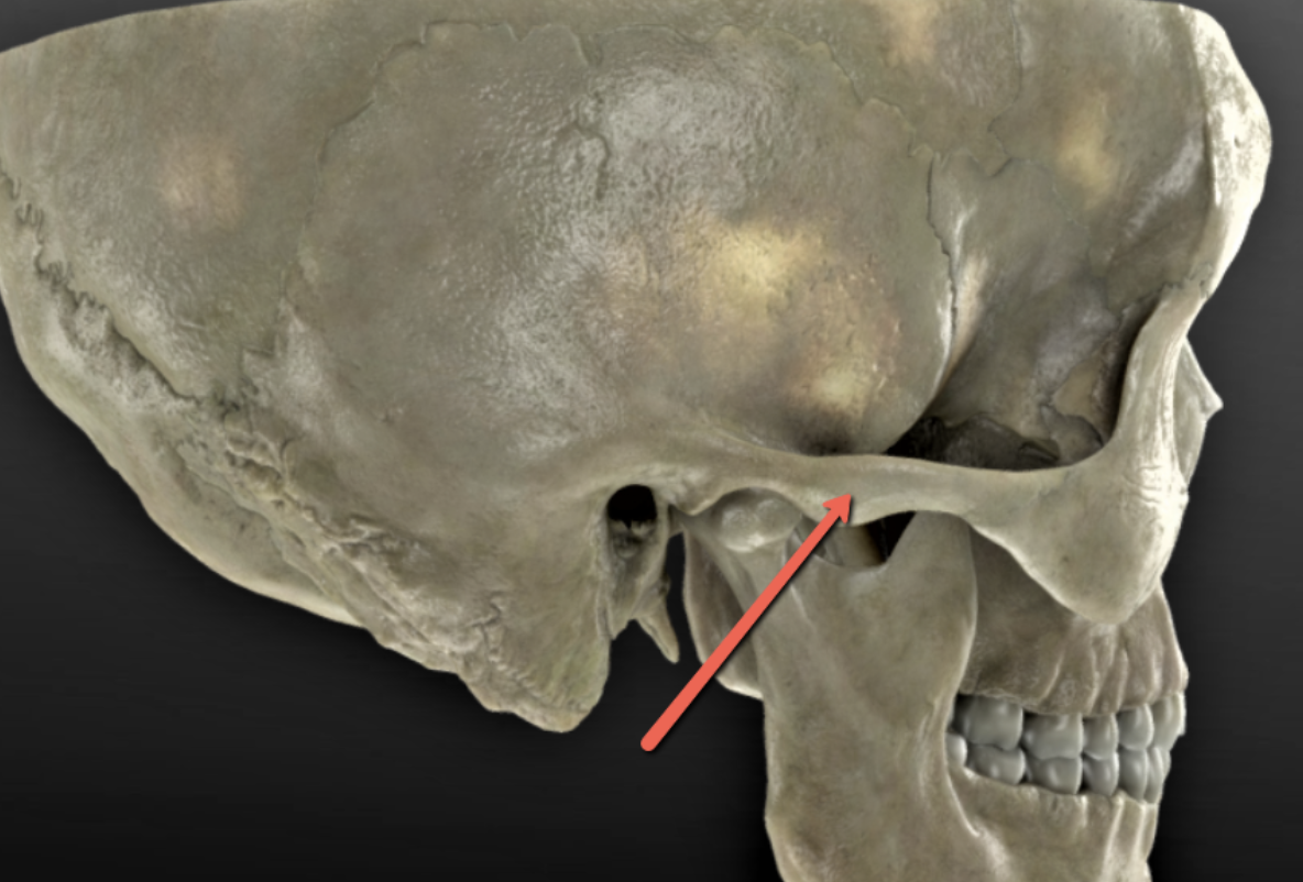 <p><span><strong>Identify the bone marking indicated by the pointer.</strong></span></p>