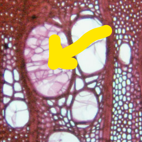 <p>What is this and what is the function?</p>