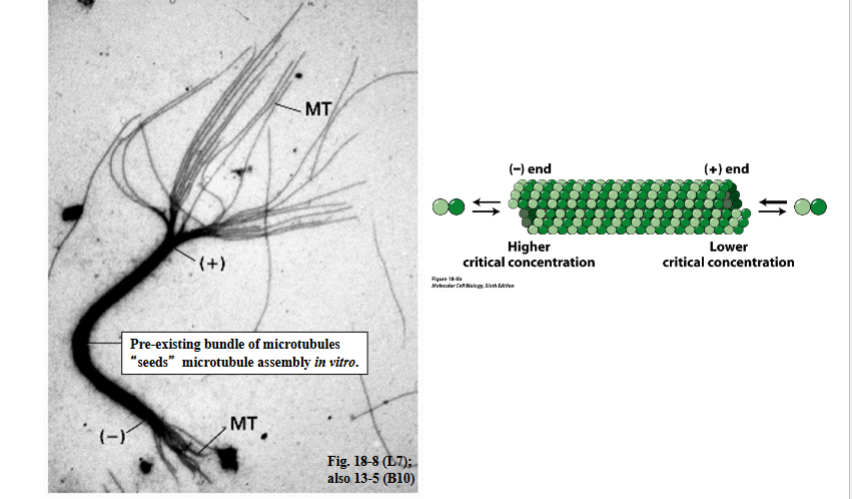 <p><span style="background-color: transparent;"><strong>Asymmetric Growth: Plus vs. Minus End Critical Concentrations</strong></span></p>
