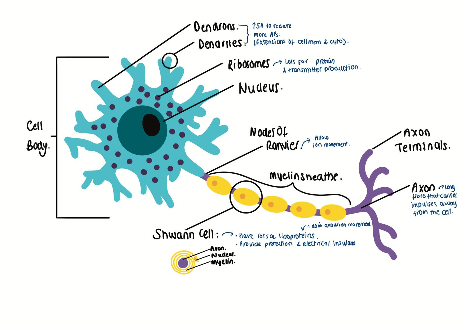 knowt flashcard image