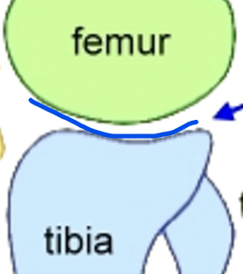 <p>What is this joint?</p>