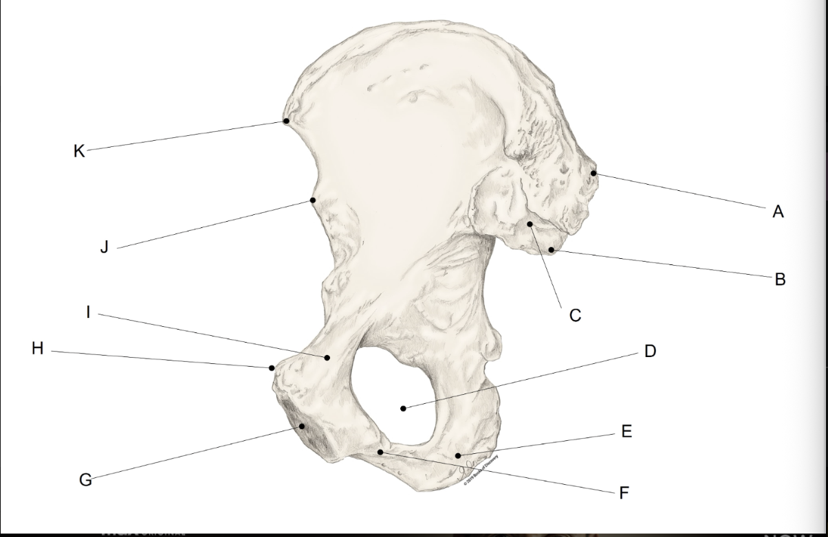 <p><span>Match the LETTER (A-K) with the anatomical structure it is labelling. &nbsp;There is NO partial credit.</span></p>