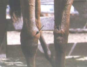 <p>PHYSITIS</p>