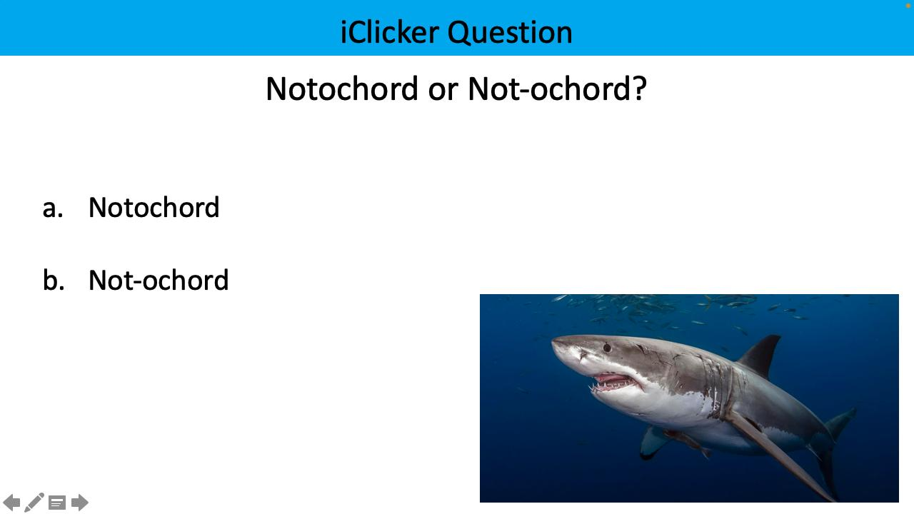 <p>notochord or not-ochord?</p>