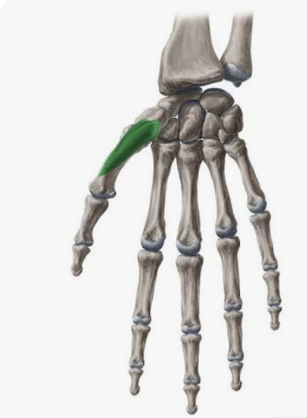 <p>A: Opposition of 1st digit</p><p>N: Median nerve</p>
