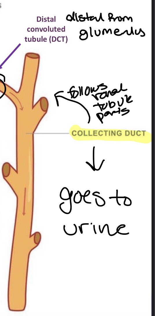 <p>Follows renal tubule after DCT</p>