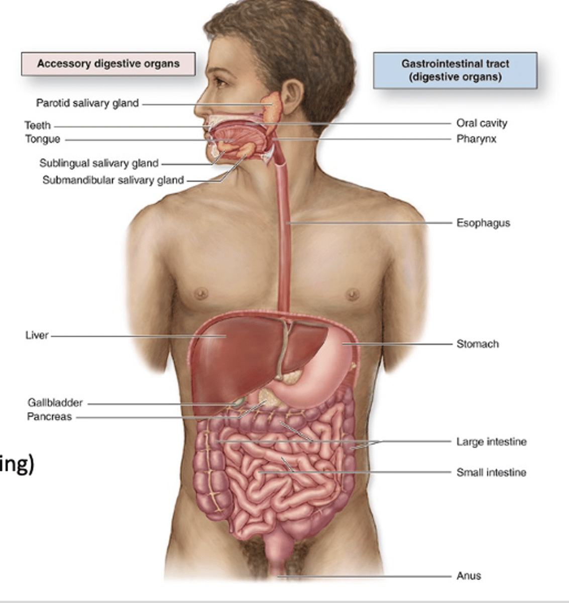 <p>What do accessory digestive organs do?</p>
