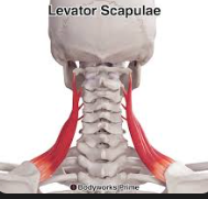 <p>levator scapulae</p>