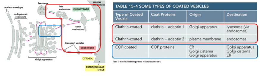 <p>Clathrin-coated vesicles: Found budding from the Golgi to endosomes as well as from the plasma membrane on the inward endocytic pathway</p><p>COP-coated vesicles: Found in vesicles between the ER and Golgi, as well as from one part of the Golgi to another part of the Golgi </p>