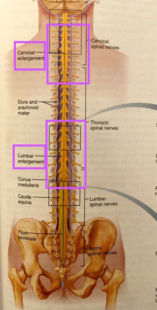 <p>-cervical spine can be injured because it carries the head, which is large and heavy (exp. whiplash)</p><p>-lumbar region is subject to injury because it is not supported by other parts of the skeleton (thoracic has the ribs, sacrum and coccyx have the pelvis)</p>