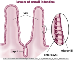 <p>increase the surface area & efficiency of absorption in the small intestine (jejunum/ilium)</p>