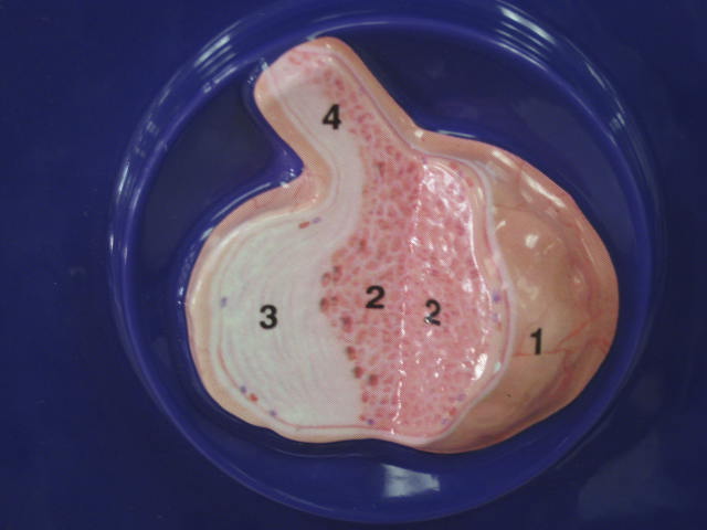 <p>Identify 2 and 3?</p><p>Lab Image 6-2</p>