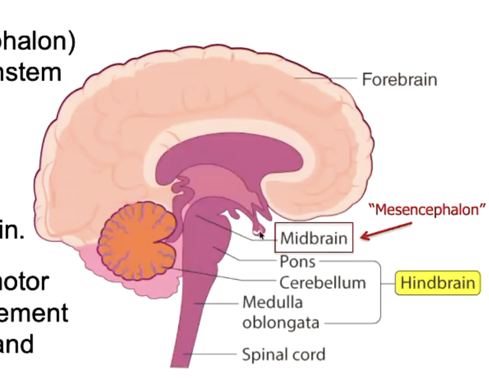 <p>The midbrain and hindbrain are located within the brainstem.</p><p><br>The MB is at topmost region of brainstem and sits directly above the hindbrain.<br>It connects the pons and cerebellum with the forebrain.</p><p>Plays an important role in motor movement, particularly movement of the eye and in auditory and visual processing.</p>