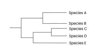 <p><strong>On a phylogenetic tree, how can you tell that two species are more closely related?</strong></p>