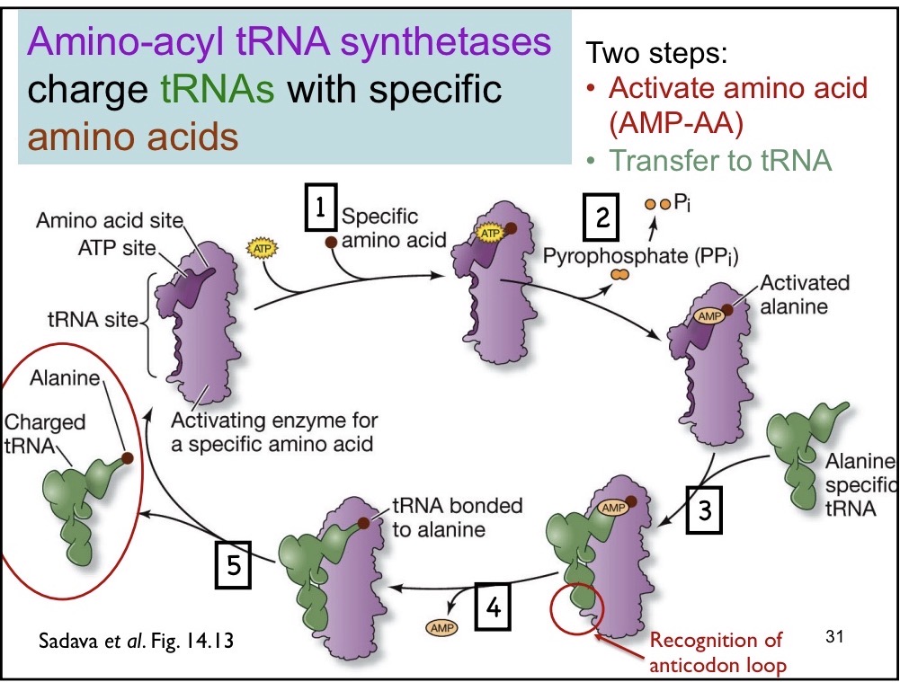 <p>Charge tRNAs with specific amino acids</p><p>1) ATP and specific amino acid binds to tRNA</p><p>2) Amino acid specific tRNA binds to the syntheases</p><p>3) Recognizes the anticodon loop and binds to the amino acid (hydrogen bonding, van der Waals, hyrophoic)</p><p>4) Is released </p>