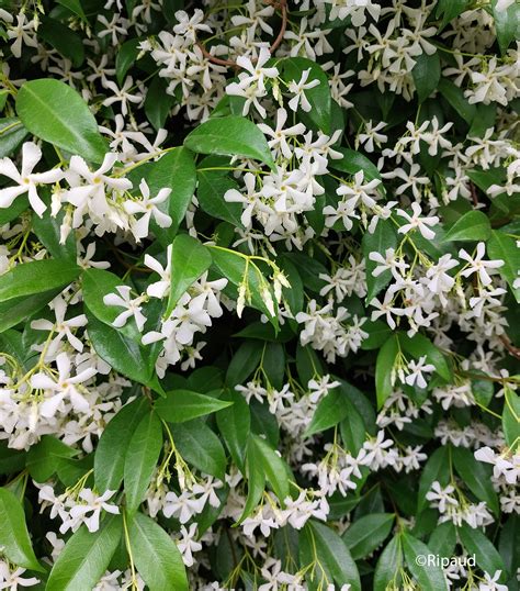 <p>Twining Stems</p>