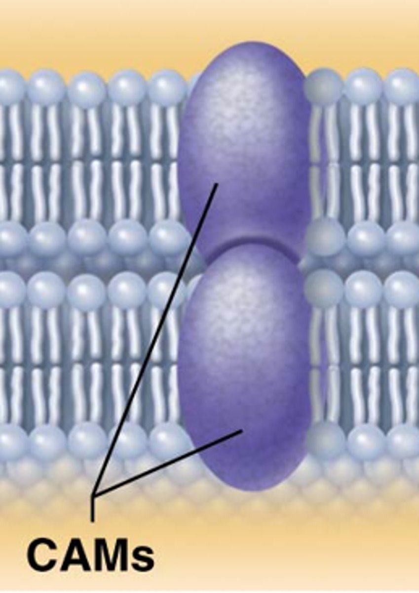 <p>Proteins found on the surface of most cells and aid in binding the cell to the extracellular matrix of other cells</p><p>Cadherins</p><p>Integrins</p><p>Selectins</p>