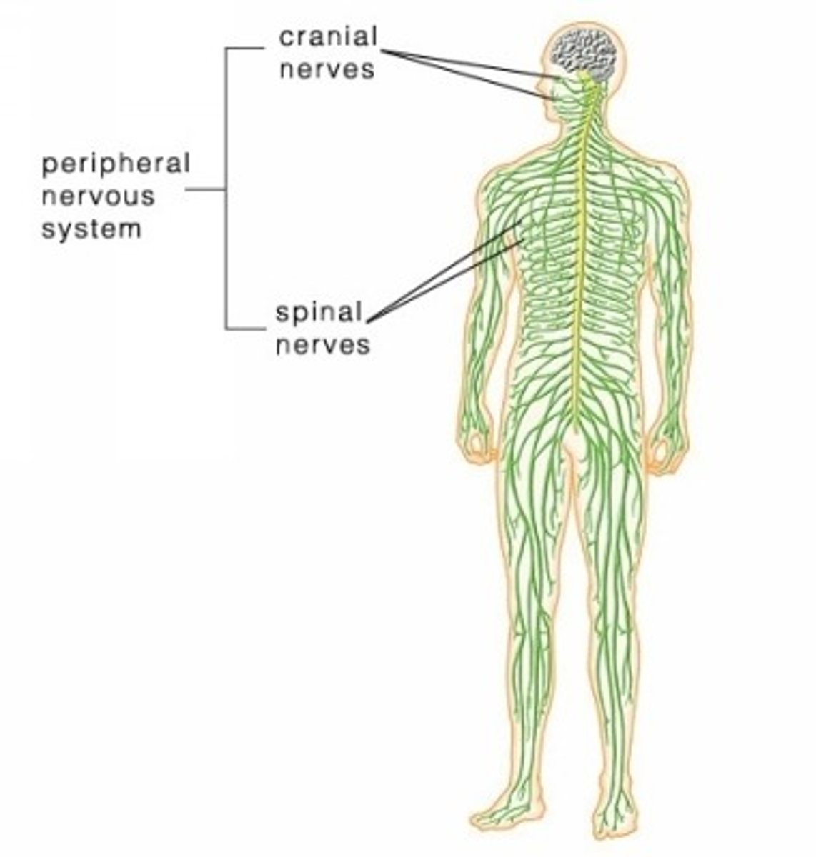 <p>Nerves and ganglia</p>