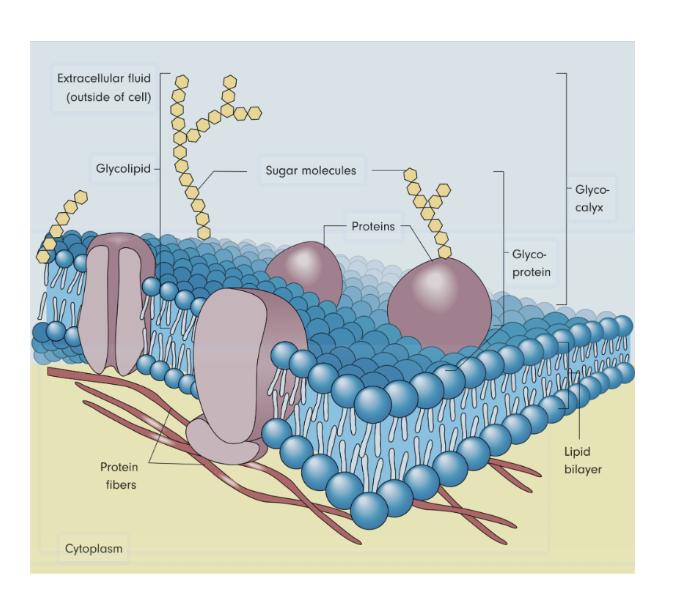 <p><span style="background-color: transparent; font-family: "Century Gothic", sans-serif;"><span>Fluid: The phospholipids are not bonded together; they move laterally (sideways) like a liquid. This allows the cell to change shape and form vesicles.</span></span></p><p><span style="background-color: transparent; font-family: "Century Gothic", sans-serif;"><span>Mosaic: A variety of different proteins are embedded or attached to the bilayer, creating a "pattern" or mosaic.</span></span></p>