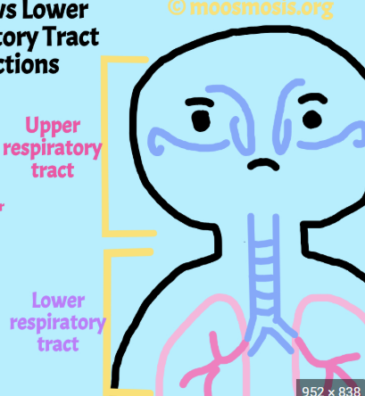 <p><span style="background-color: transparent;">Distinguish between upper vs. lower respiratory infections.&nbsp;</span></p>