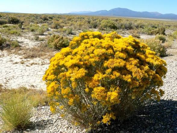 <p><span>Rubber Rabbitbrush</span></p>