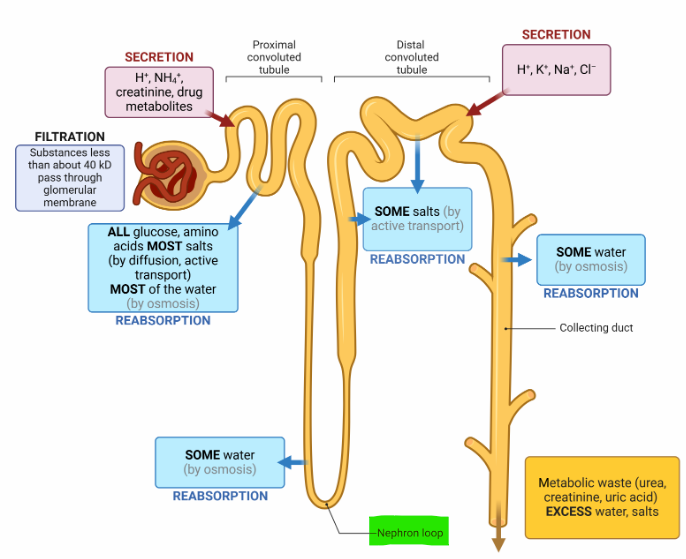<p>Loop of Henle - plays a crucial role in concentrating urine; it mainly reabsorbs water and solutes, making it part of the process, but not directly forming urine filtrate.</p>