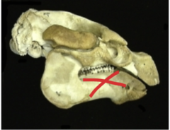 <p>What is the name ofthe bone that islabelled in red tape</p>