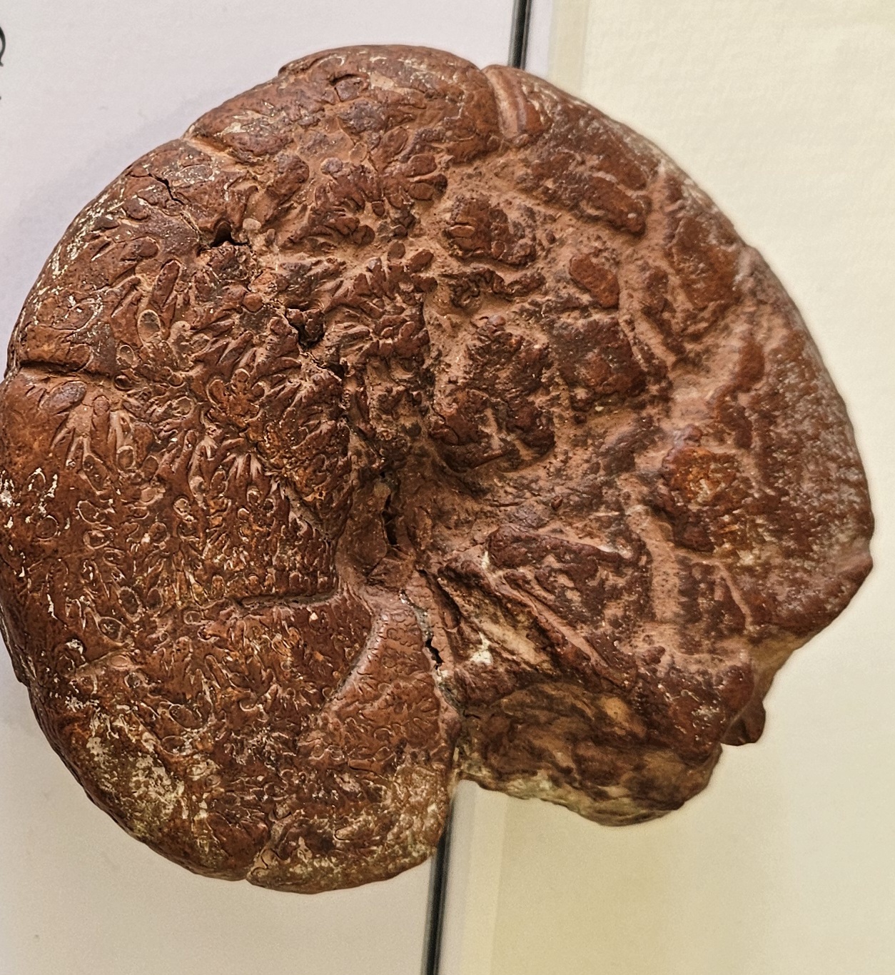 knowt flashcard image