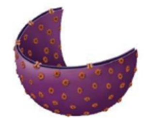 <p>Chez les eucaryotes, il contient l’information génétique sous forme de l’ADN. </p><p>Celui-ci contient l’encodage de l’ensemble des protéines nécessaire au fonctionnement de l’organisme entier. </p><p>Remarques: La plupart des cellules sont mononuclées (ne possède qu’un noyau) </p><p>Certaines, comme les cellules musculaires et certaines cellules de la lignée sanguine sont polynucléées. </p><p>Certaines cellules sanguines sont même anucléées et ne possède donc pas de noyau ! </p><p>De manière analogue à la cellule il peut être décomposé en 3 parties : </p><ul><li><p><strong>La Membrane Nucléaire </strong></p></li><li><p><strong>Le Nucléosol et </strong></p></li><li><p><strong>La Chromatine</strong>.</p></li></ul><p>La membrane du noyau est une bicouche de phospholipides. </p><p>La couche externe est tapissée de ribosomes et est prolongée par le RE rugueux.</p><p>A certains endroits, les 2 couches se reliées par des complexes de protéines, les pores nucléaires, dont l’ouverture permet le passage sélectif de certaines molécules notamment l’ARN messager.</p>