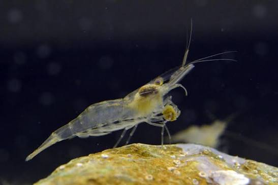 <p>What is the common name and scientific name of this organism </p>