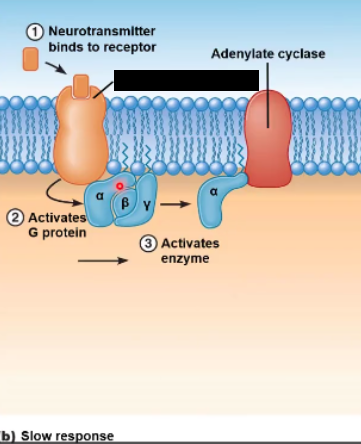 <p>EPSPs can be generated by ___________ receptors as well. This response is ______</p>