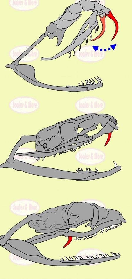 <p>From top to bottom, these pictures show </p>