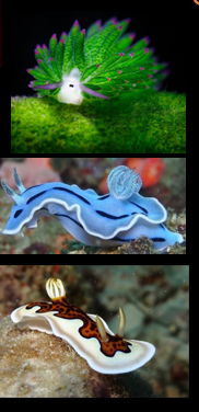 <p>Which phylum, class, subclass, and infraclass do these belong to?</p>