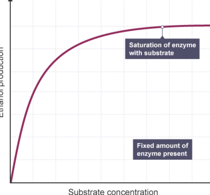 <p>With more substrate, there’s more collisions and more enzyme activity. However, at a certain point all the active sites will be filled and productivity will not increase</p>